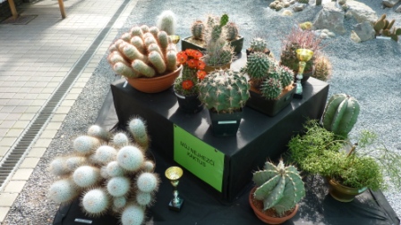 4 Expozice Můj nejhezčí kaktus