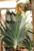 Aloe plicatilis - celá rostlina