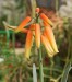Aloe plicatilis - květenství